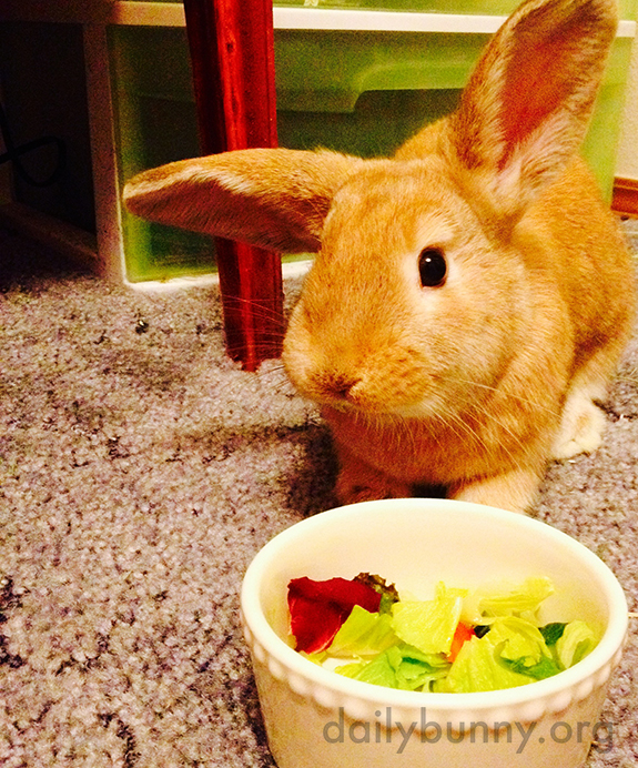 Thanks for the Veggies, Human, But I Would Like to Nom in Private Now