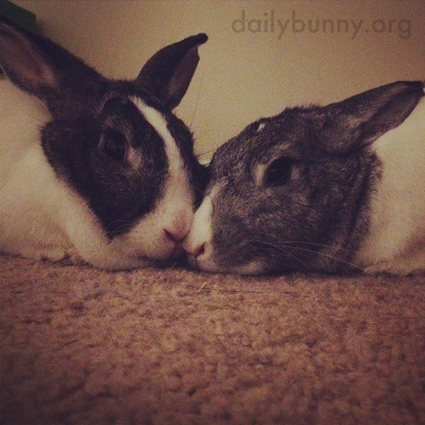 Bunnies Relax Nose-to-Nose