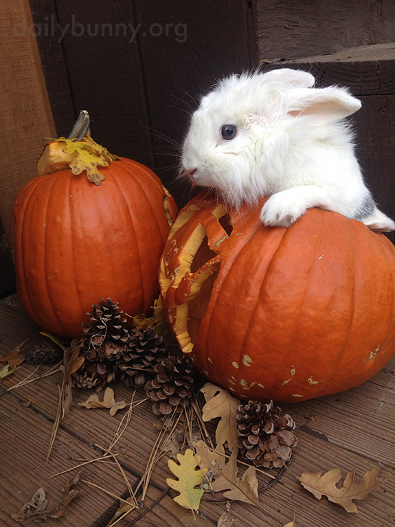 The Daily Bunny's Halloween 2014 Mega-Post! 2