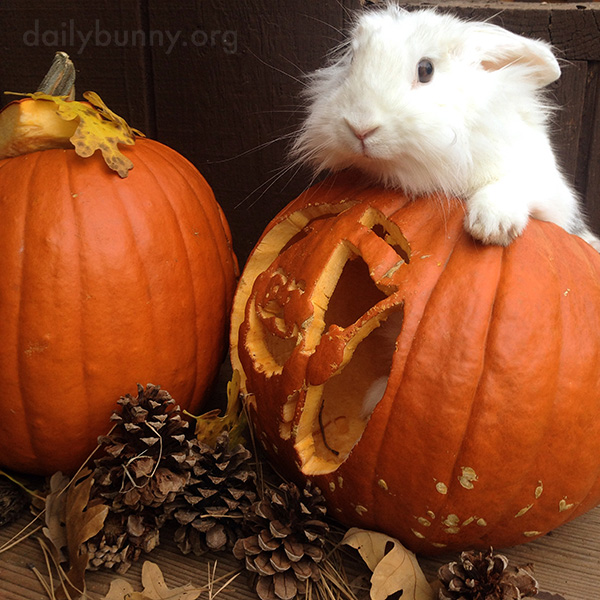 The Daily Bunny's Halloween 2014 Mega-Post! 3
