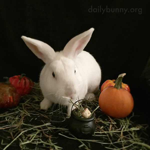 The Daily Bunny's Halloween 2014 Mega-Post! 4