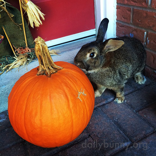 The Daily Bunny's Halloween 2014 Mega-Post! 6