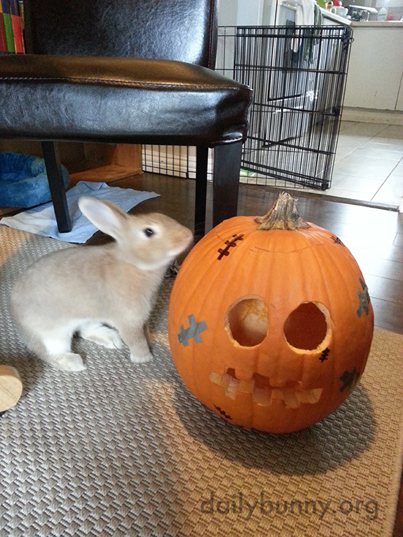 The Daily Bunny's Halloween 2014 Mega-Post! 8