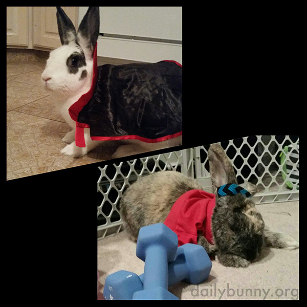 The Daily Bunny's Halloween 2014 Mega-Post! 10
