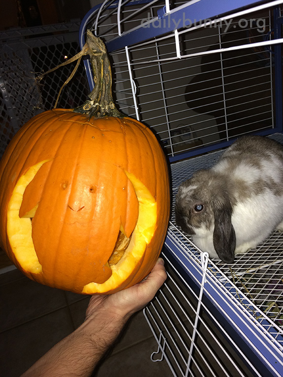 The Daily Bunny’s Halloween 2014 Mega-Post - Part Two! 3