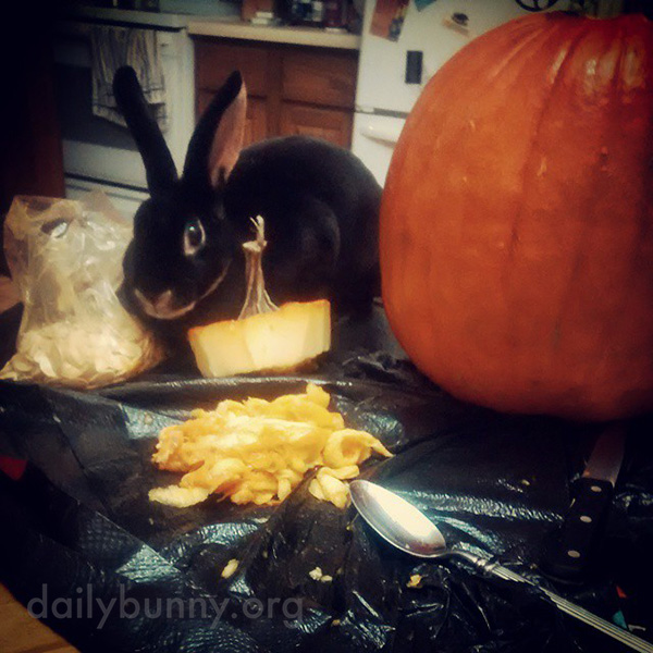 The Daily Bunny’s Halloween 2014 Mega-Post - Part Two! 4