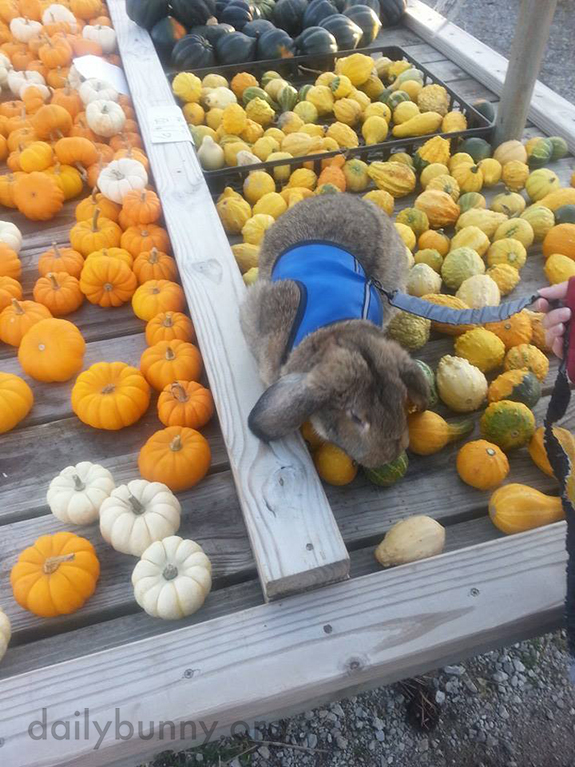 Bunny Supervises His Humans' Choice of Pumpkins and Peruses the Hay Selection 1