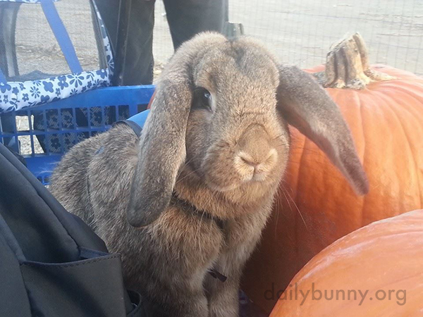 Bunny Supervises His Humans' Choice of Pumpkins and Peruses the Hay Selection 3