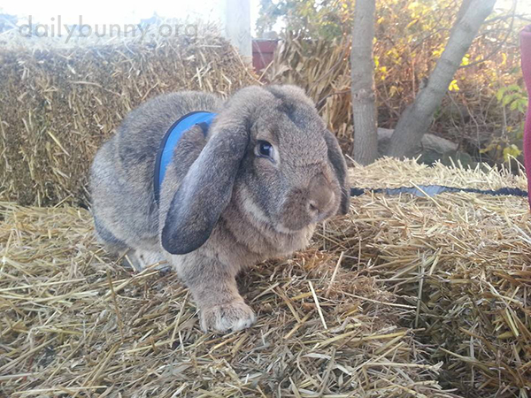 Bunny Supervises His Humans' Choice of Pumpkins and Peruses the Hay Selection 4