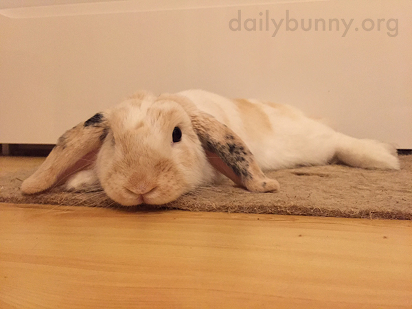 Bunny Melts Right into the Carpet 1