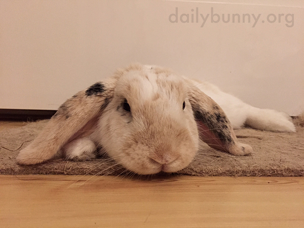 Bunny Melts Right into the Carpet 2