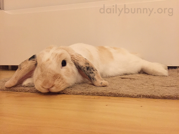 Bunny Melts Right into the Carpet 3