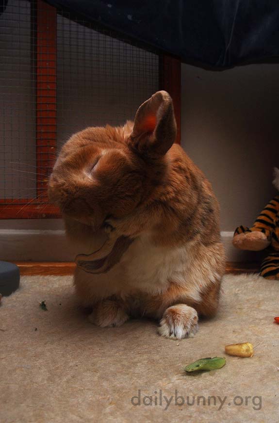 Bunny Does a Thorough Ear Wash 1