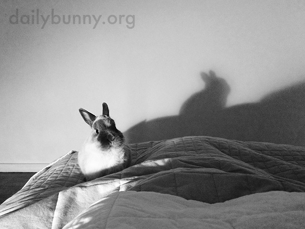 Don't Be Afraid, Bunny - It's Just Your Shadow!
