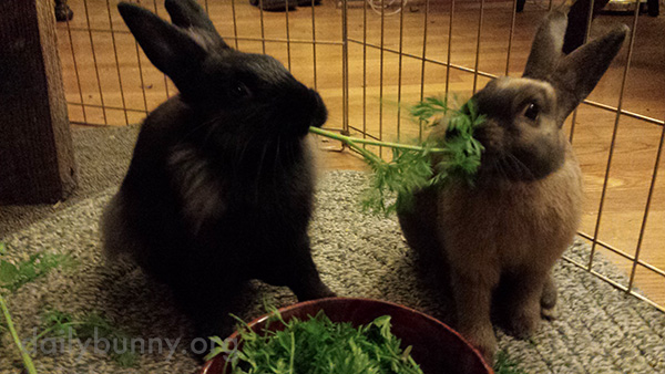 Bunnies Reenact a Lady and the Tramp Scene