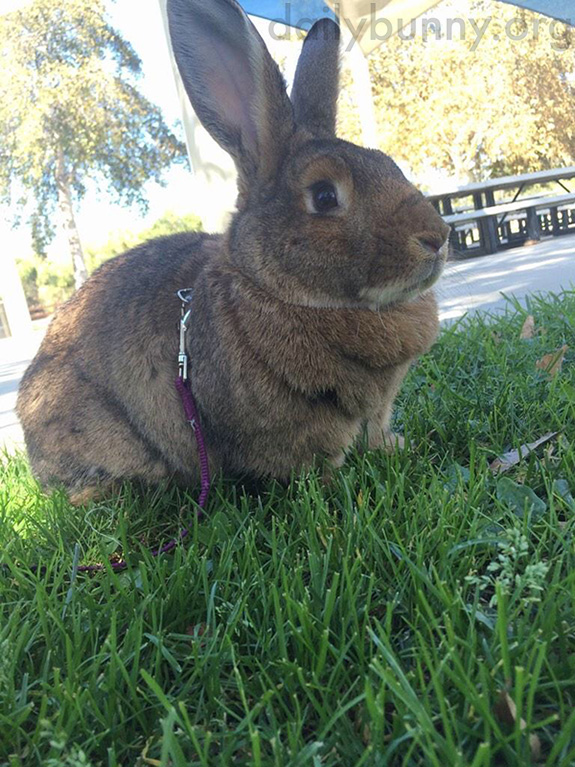 Bunny Readies Himself for a Romp in the Park