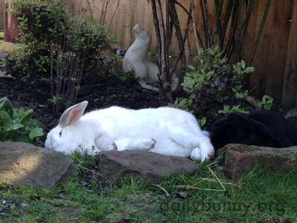 Bunny Is Exhausted After Spending the Day Nibbling the Lawn