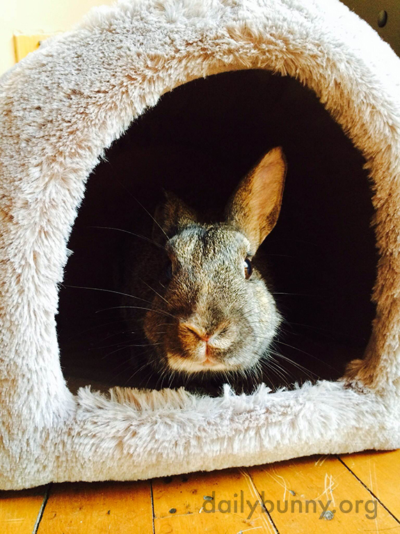 Do You Have a Treat? If Not, I'm Staying in Here Where It's Cozy.