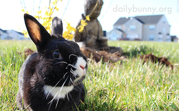 Bunny Takes in the Scenery
