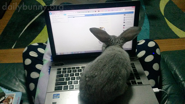Bunny Puts the Computer on Helicopter Mode