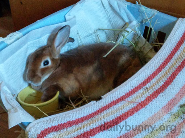 Bunny Relaxes with Her Paw in Her Water Bowl