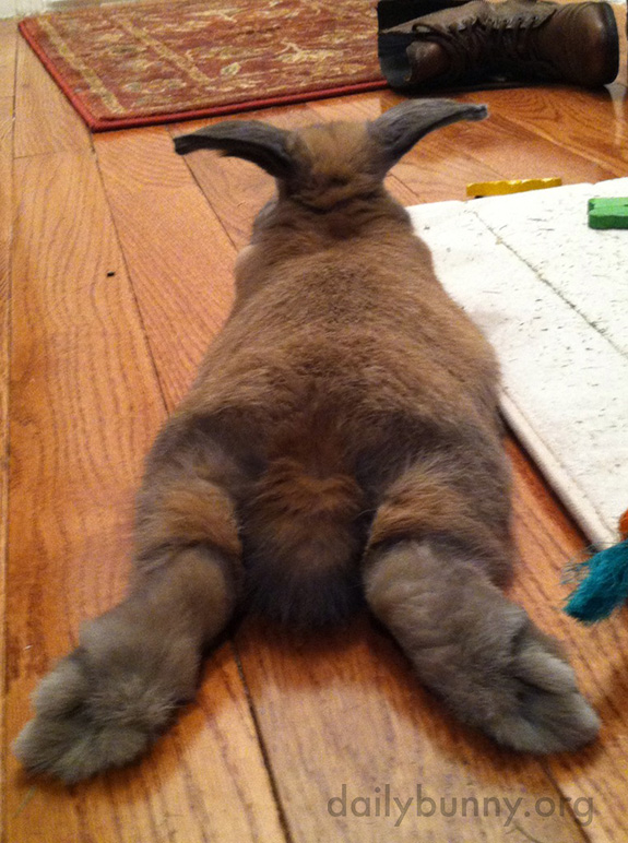 Relaxed Bunny Stretches Out Those Hind Legs