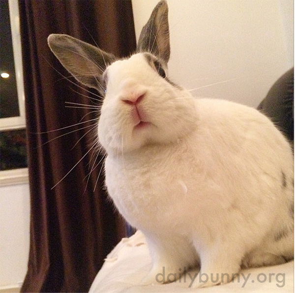 Excuse Me, What Do You Mean by "That's Enough Treats"?