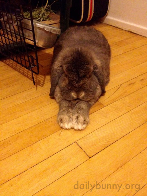 Bunny Stretches Out Those Front Legs for a Nap