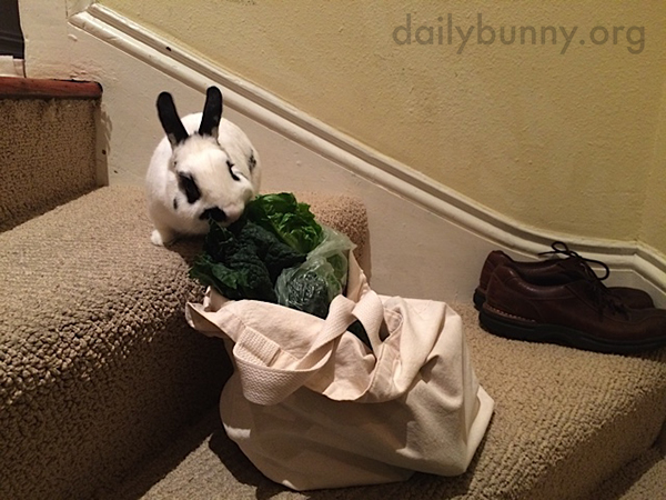 Bunny Finds Human's Grocery Haul Before It Can Be Put Away