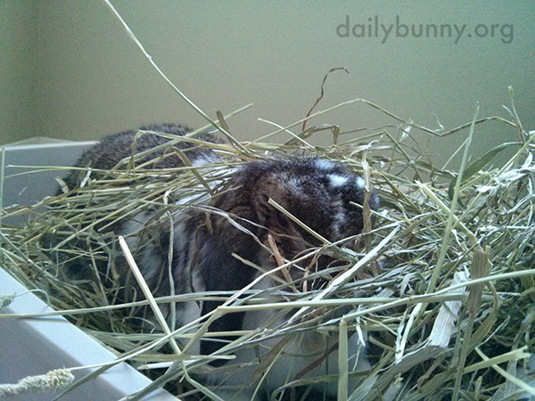 Bunny Camouflages Himself with His Hay 1