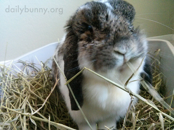 Bunny Camouflages Himself with His Hay 2