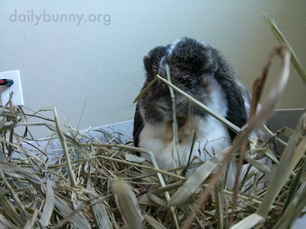 Bunny Camouflages Himself with His Hay 3