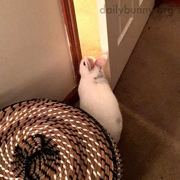Bunny Wants to Know If He's Missing Anything in the Next Room 2