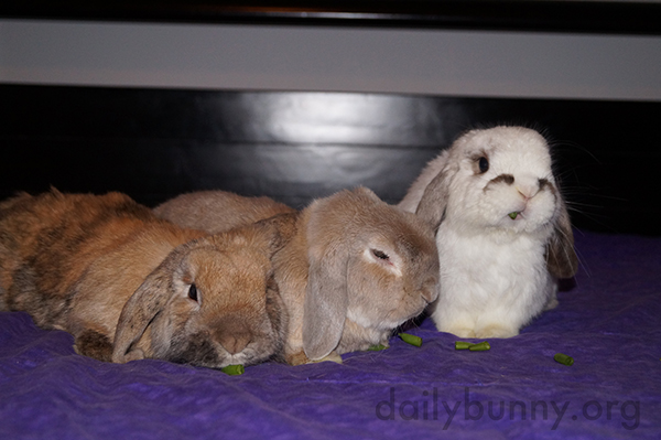 Sometimes It's Hard to Get Bunnies to Sit for Photos 1