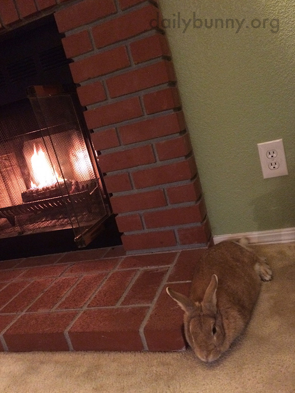 Bunny Relaxes with Some Greens by the Fire 2