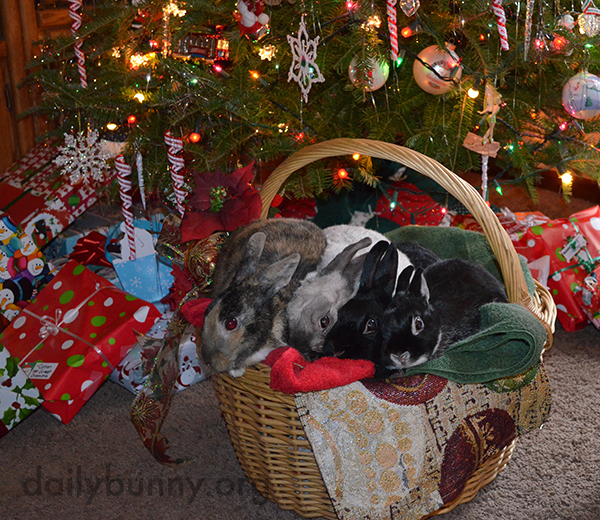 More Holiday Bunnies! 2