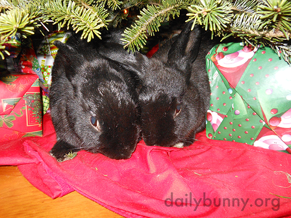 More Holiday Bunnies! 3