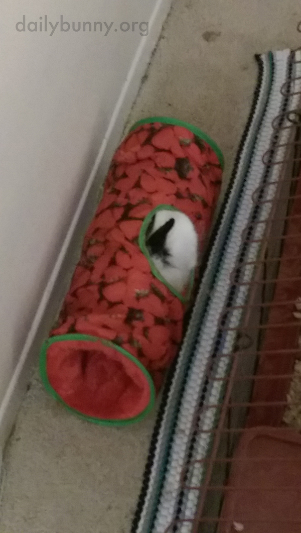 Bunny's Ear Pokes Out of His Tunnel 2