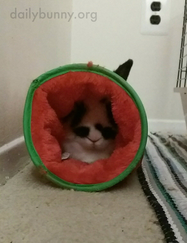 Bunny's Ear Pokes Out of His Tunnel 1