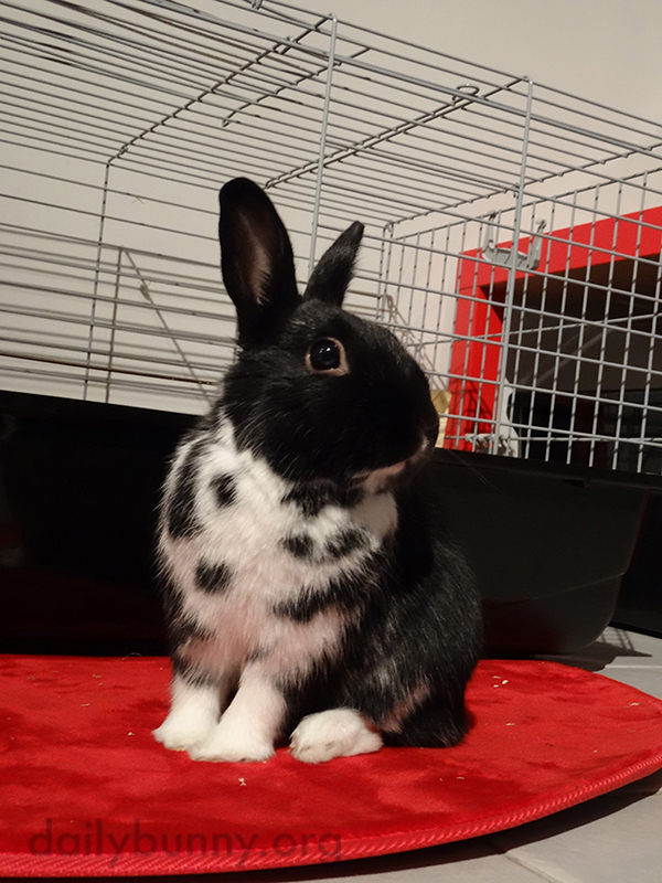 Bunny Holds a Proud Pose