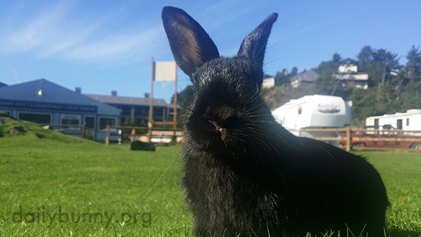 Bunny Finds Human and Her Treats Interesting Enough to Stop for a Photo
