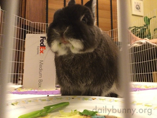 Bunny, There's Some Green Around Your Mouth