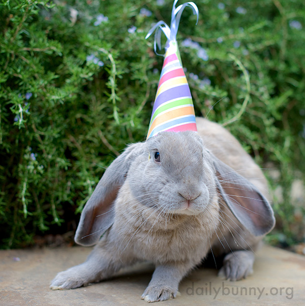 It's the Daily Bunny's 2015 New Year's Roundup! 1
