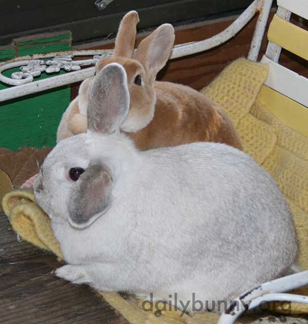 Inseparable Bunnies Are Inseparable 1