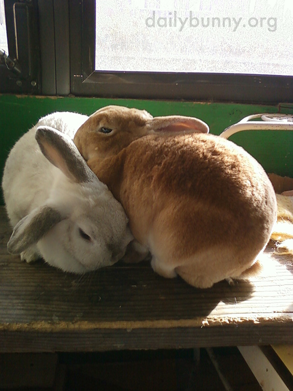 Inseparable Bunnies Are Inseparable 2