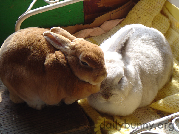 Inseparable Bunnies Are Inseparable 3