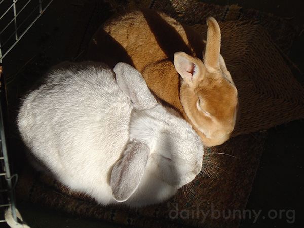 Inseparable Bunnies Are Inseparable 4