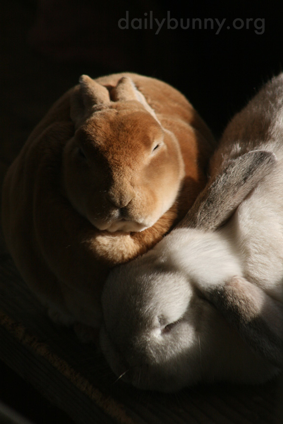 Inseparable Bunnies Are Inseparable 5