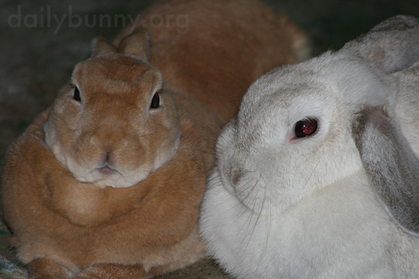 Inseparable Bunnies Are Inseparable 6