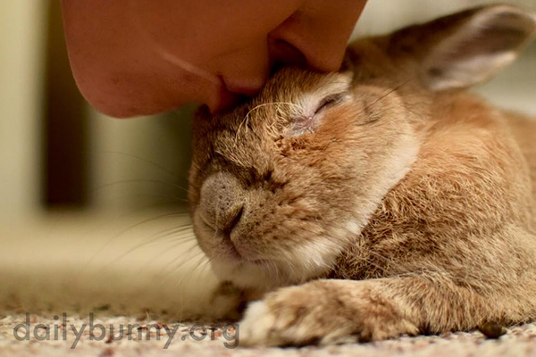 Sleepy Bunny Gets a Kiss from His Human